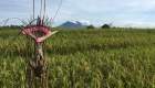 Bali Ausflugtipps