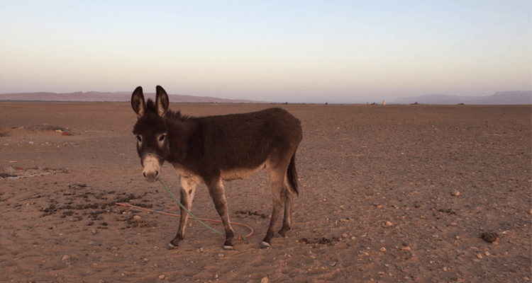 surfurlaub-in-marokko-wueste-04