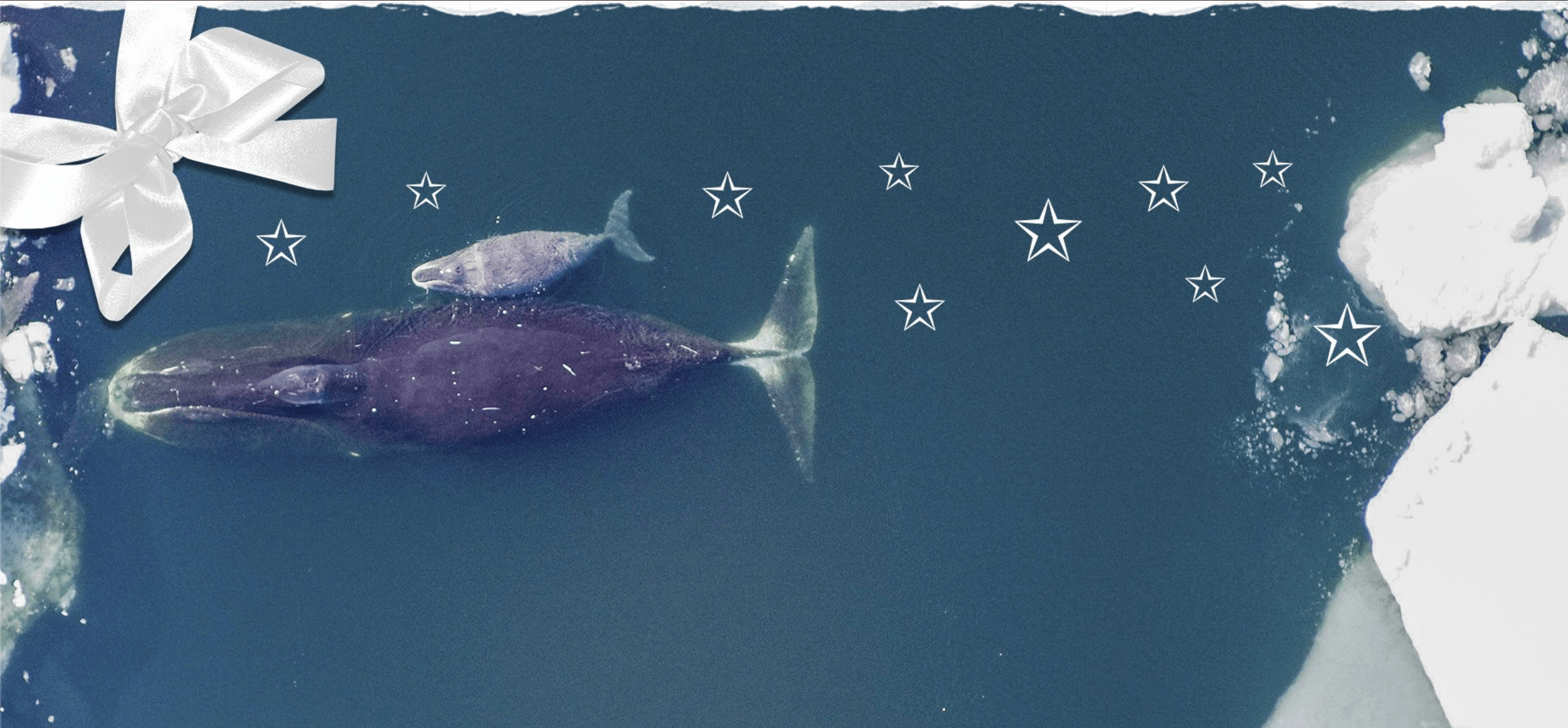 Weihnachtsgeschenke für Surfer:innen - Meeresschutz Weihnachtsgeschenke-fuer-surfer:innen-weihnachtsfreude-meeresschutz