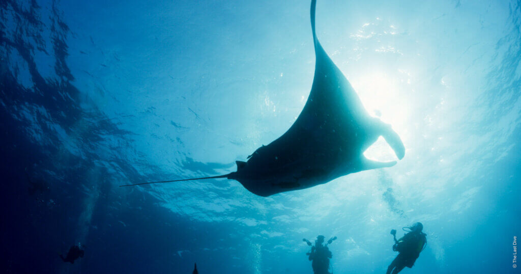 OceanFilmTour_Vol12_TheLastDive_03_©TheLastDive